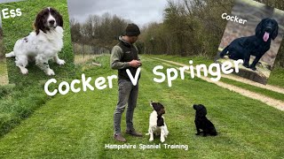 Differences between a Cocker and a Springer spaniel [upl. by Leay]