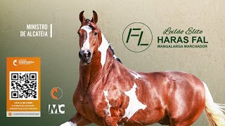 Leilão Elite Haras Fal [upl. by Vijnas416]