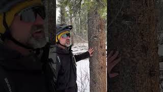 Identifying Trees at West Bragg Creek  Park 2  Lodgepole Pine arboristtips [upl. by Hosea]