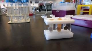 Cell lysate preparation for purification using magnetic beads [upl. by Eciralc]