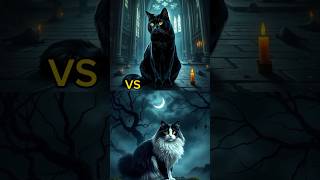 American Shorthair Cat vs Persian Cat Fight😈 [upl. by Llevart]