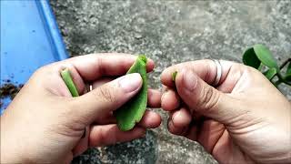 Jade Plant Crassula Ovata From Single Leaf  How To Grow  Whimsy Crafter [upl. by Caril]