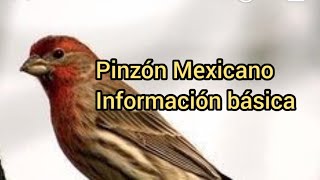 Ave Pinzón Mexicano  Información Básica [upl. by Alrrats485]