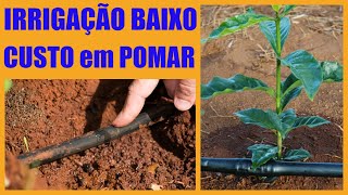 COMO FAZER IRRIGAÇÃO DE BAIXO CUSTO POR GOTEJAMENTO EM POMAR Eficiente e econômica [upl. by Coco200]