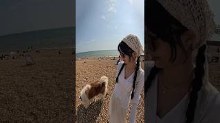 I took my dog to the beach youtubeshorts husky beach brighton shorts travel viral pet [upl. by Salkin]