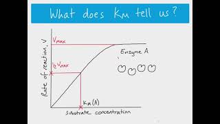 AS Biology  The MichaelisMenten Constant Km [upl. by Nelram]