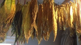 Curing tobacco  Tabak fermenteren [upl. by Eelahc933]