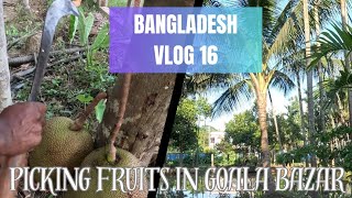 Picking fruits in Goala Bazar  Bangladesh Vlog 16  Sylhet [upl. by Neitsirhc]