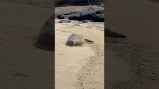 Resting Hawaiian Monk Seal  Hanauma Bay Nature Preserve Honolulu Hawaii USA 🇺🇸 [upl. by Cochrane]