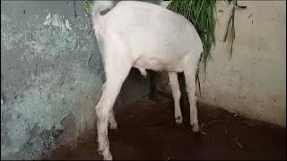 8919949849 desi bakra available for sale in hyderabad  bandlaguda ghouse nagar [upl. by Aniala]