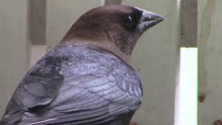 A Birding Minute The Brown Headed Cowbird [upl. by Rasure]