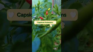 Capsicum frutescens  Cabe rawitgardenplants 🌿🍃 [upl. by Eybba]