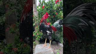 chickenfarming gamefarm rooster [upl. by Clova]