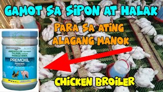 Gamot sa sipon at halak ng ating alagang manok na chicken broiler 45days poultrylife broiler [upl. by Dulcy]