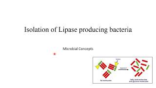 Isolation of lipase enzyme producing microbes with viva question MSc Microbiology practical series [upl. by Charlene]