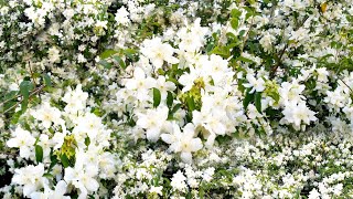 Highly Scented Flowers quotMock Orangequot Philadelphus  Jasmike [upl. by Attela]