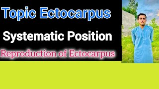 Systematic Position Of Ectocarpus  Habitat  Structure Reproduction of Ectocarpus [upl. by Ynomrah]