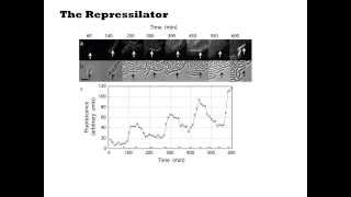 Toggle Switch and Repressilator [upl. by Batchelor]