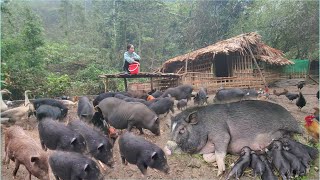 Raising wild pigs bringing mother pigs and piglets to the barn and taking care of the farm [upl. by Nylidnam636]