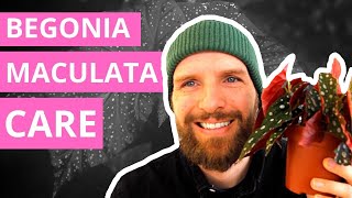 Begonia Maculata Care — The Complete Guide [upl. by Georas]