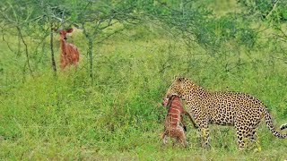 Lamb Cries for Mom to Help Save him from Leopard [upl. by Winwaloe979]