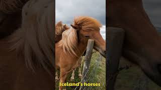 🐎 Did you know Icelands horses have a unique gait called tölt [upl. by Cawley274]