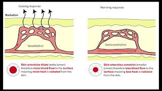 Thermoregulation in endotherms 511 Communication and Homeostasis [upl. by Oman]