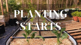 Garden VLOG 1  Planting more Fall Winter Starts 🪴 112024 [upl. by Morrissey]