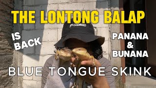 PANANA IS BACK BLUE TONGUE SKINK vlog73 [upl. by Htebzile]