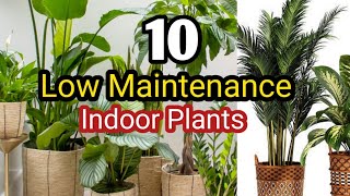 10 Low Maintenance Indoor Plants For Your HomeGrow House Plants Without Soil [upl. by Worden]