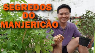 6 Dicas para Cultivar MANJERICÃO [upl. by Acinom]