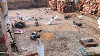 farrukhabadi kabootar is live pigeon farrukhabadpigeons bird kabutarup22pigeons up25kabootar [upl. by Oly]