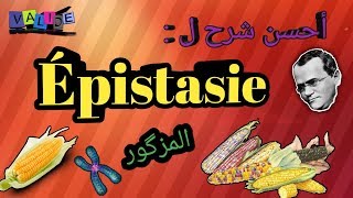 épistasie Génétique en arabe SVI s4 excellente explication [upl. by Haggar]