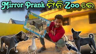 DOG ମାନଙ୍କ ସହ ହେଲା MIRROR Prank  Labrador dog  Pitbull dog  JAPUARABPETVLOG [upl. by Allsun]