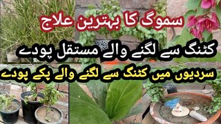 How to grow permanent plants from cuttingsbest time to grow cuttings of all beautiful plantsurdu [upl. by Couhp807]