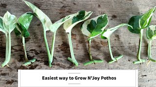 How to Grow NJoy Pothos  Easiest Way to propagate NJoy Pothos from cuttings [upl. by Blynn101]