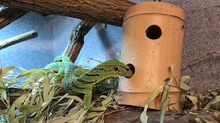 Green Tree monitor enrichment [upl. by Alix289]