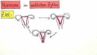 Hormone im weiblichen Zyklus  Biologie  Humanbiologie [upl. by Sirkin]