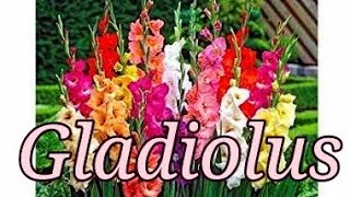 ग्लैडियोलस के बल्ब से पौधा कैसे ग्रो करें  How to grow Gladiolus from bulbs [upl. by Hecklau210]