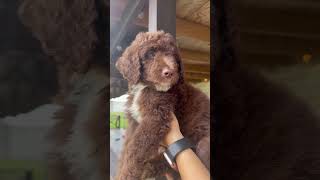 Chocolate Labradoodle puppy [upl. by Letnom]