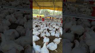 Extreme Heat at the Poultry Farm How Birds Stay Comfortable poultry poultryfarming shorts [upl. by Janet]