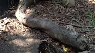 2024 1001  Taronga Zoo 3 Echidna Walking around [upl. by Kriste]