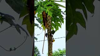 Brownheaded barbetsRipe papaya eating birdsfruit eating birdslineated barbets🐦হেটুলুকা চৰাই [upl. by Friederike798]