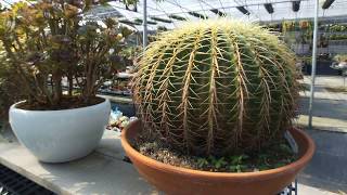 Echinocactus grusonii 仙人掌老欉 金琥 [upl. by Oznerol702]