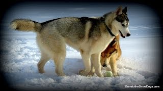 Siberian Huskies in the Snow SNOW DOG SHORT 17 [upl. by Eipper]