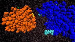 Proteinprotein binding pathway using fullycontinuous explicitsolvent simulations [upl. by Laeria761]