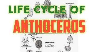 📖Anthoceros Life Cycle BSc 1st [upl. by Dolphin579]