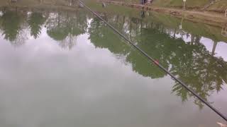 Pesca alla trota 18 Marzo 2018 Lago Locnes Dovadola Emilia Romagna [upl. by Bernard308]