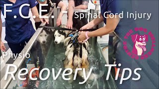 FCE overview  Spinal Cord Injury in Dogs Obi’s Recovery amp Physio Tips for Home [upl. by Birdt747]