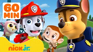 PAW Patrol Baby Animals Rescues amp Adventures w Marshall and Chase 2 🐵 90 Minutes  Nick Jr [upl. by Erasme]